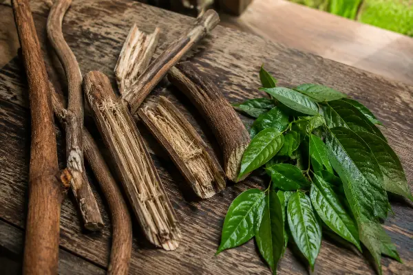 Ayahuasca vine and chacruna leaves prepared for brewing at an Iquitos retreat