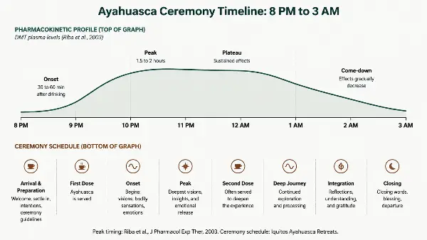 Ayahuasca effects timeline showing onset, peak and come-down against a ceremony clock