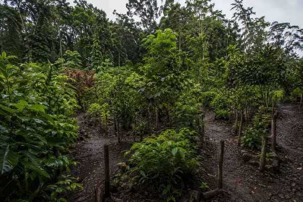Medicinal plant garden with 180-plus species at the Rio Momon retreat